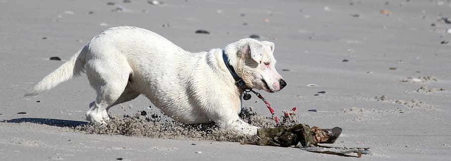sedang, anjing putih, pantai, laut, melengking pendek, sebagian besar pantai, anjing di pantai, bersenang-senang, anjing muda, air