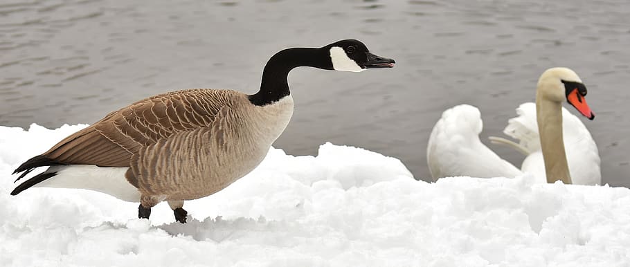 goose, swan, waterfowl, poultry, snow, plumage, winter, winter mood, birds, animal