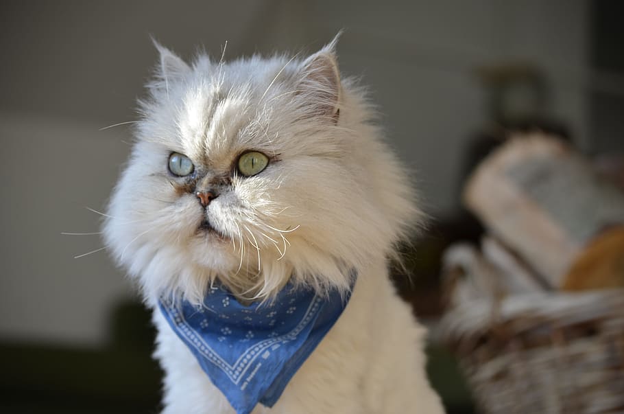 odd-eye cat, wearing, blue, scarf, cat, beautiful, beauty, domestic cat, animal, domestic
