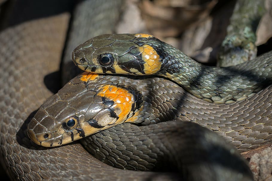 foto close-up, dua, ular hitam-cokelat, ular, ular rumput, ular pantai, kawin, reproduksi, reptil, satwa liar