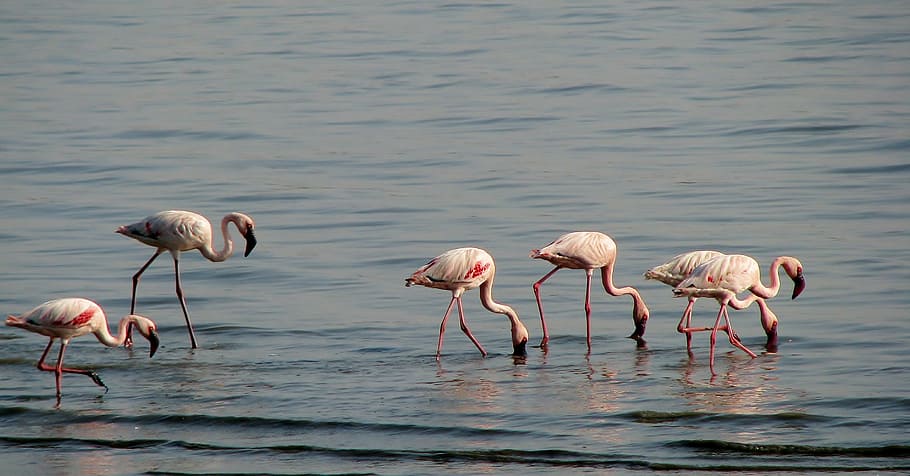 フラミンゴ 鳥 首の長い ピンク 沼 動物 野生動物 自然 アフリカ ピンク色 Pxfuel