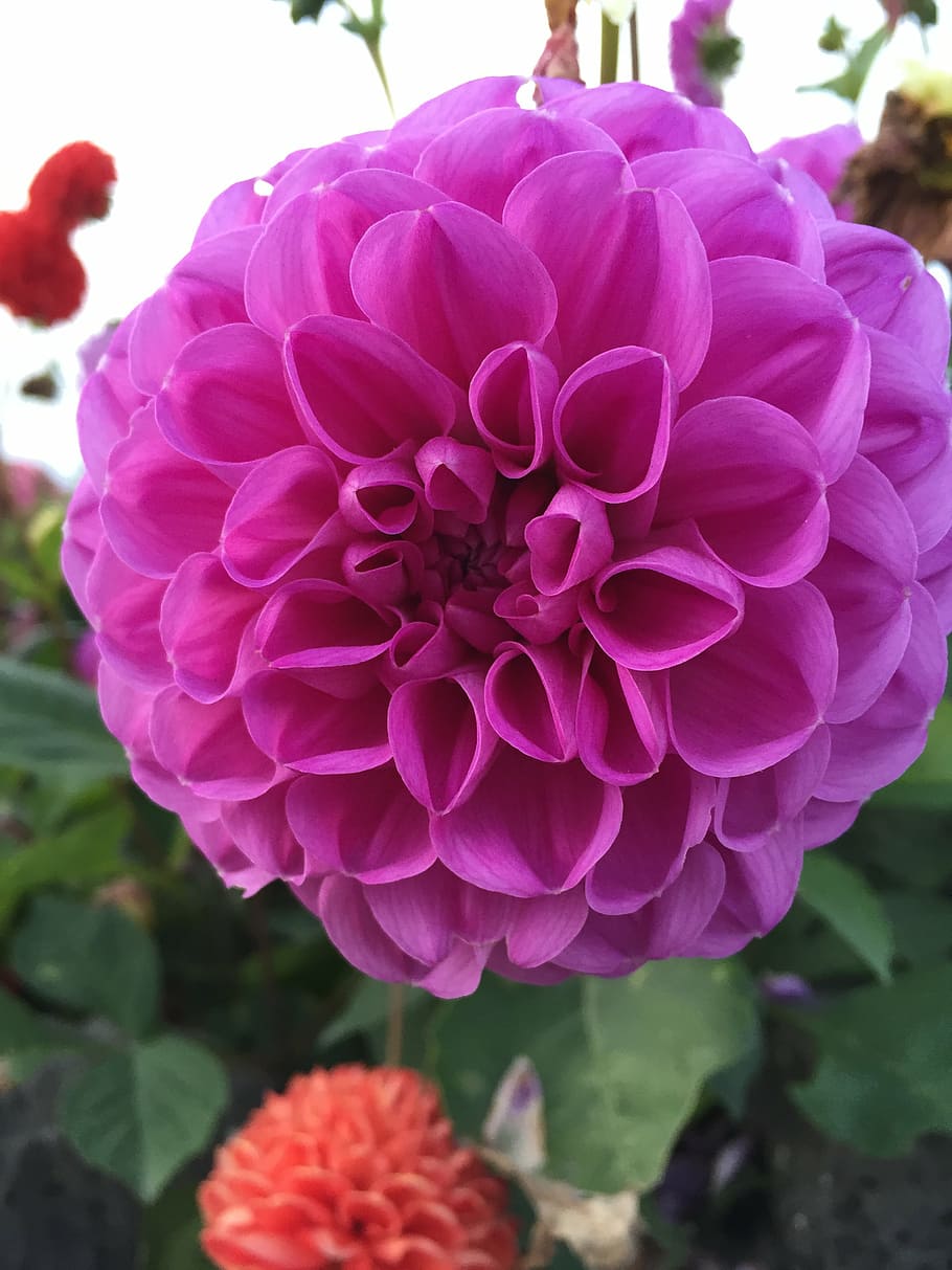 fuschia, purple, flower, nature, plant, pink Color, summer, petal, flower Head, close-up