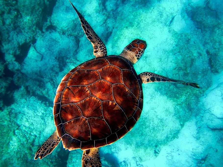 brown, white, tortoise, clear, blue, water, turtle, body of water, sea, ocean