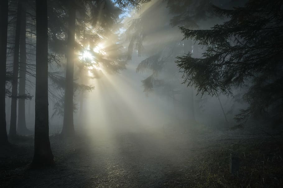 pine tree, covered, fog, taken, daytime, winter sun, sun, sunbeam, sunset, back light