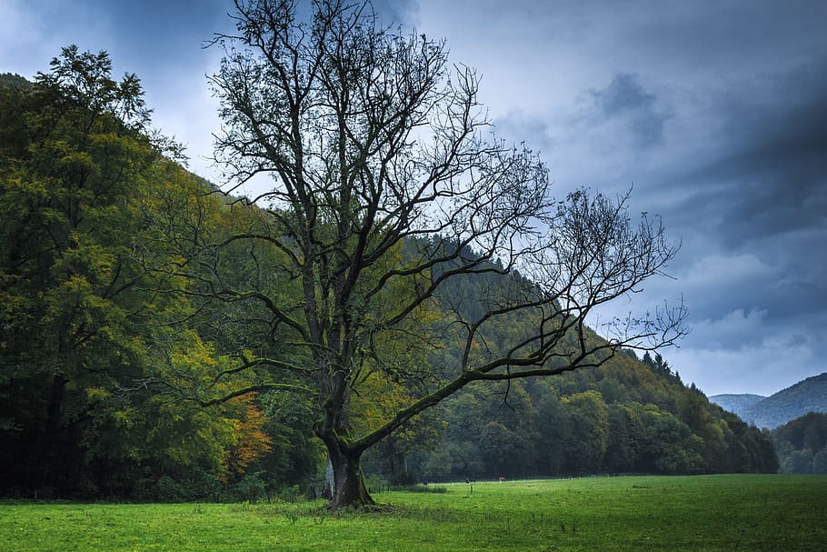 가을, 벌거 벗은 나무, 젖은, 우울한, 추위, 불편한, blätterlos, 11 월, 회색, 덮은 하늘