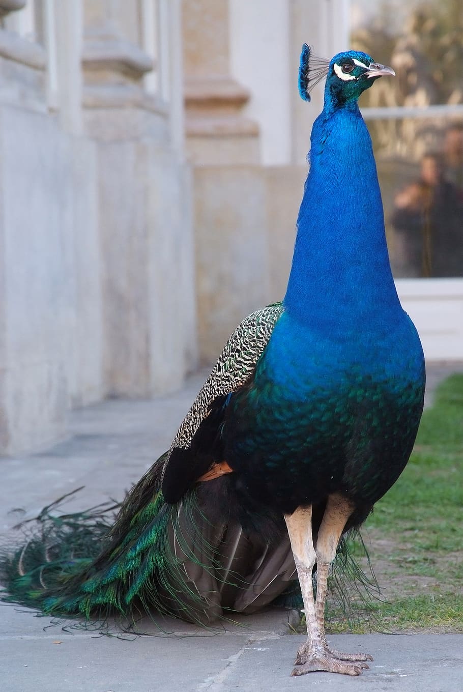peacock, bird, animal, plumage, nature, elegant, rainbow, animal themes, vertebrate, one animal