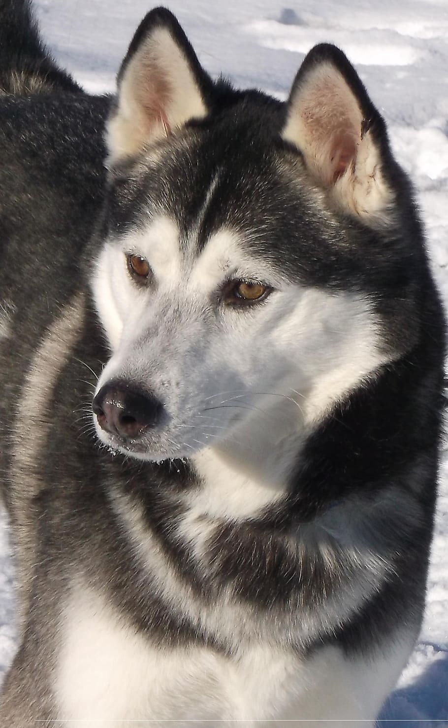 husky, perro, al aire libre, invierno, mascotas, nieve, canino, siberiano, mirando, animal
