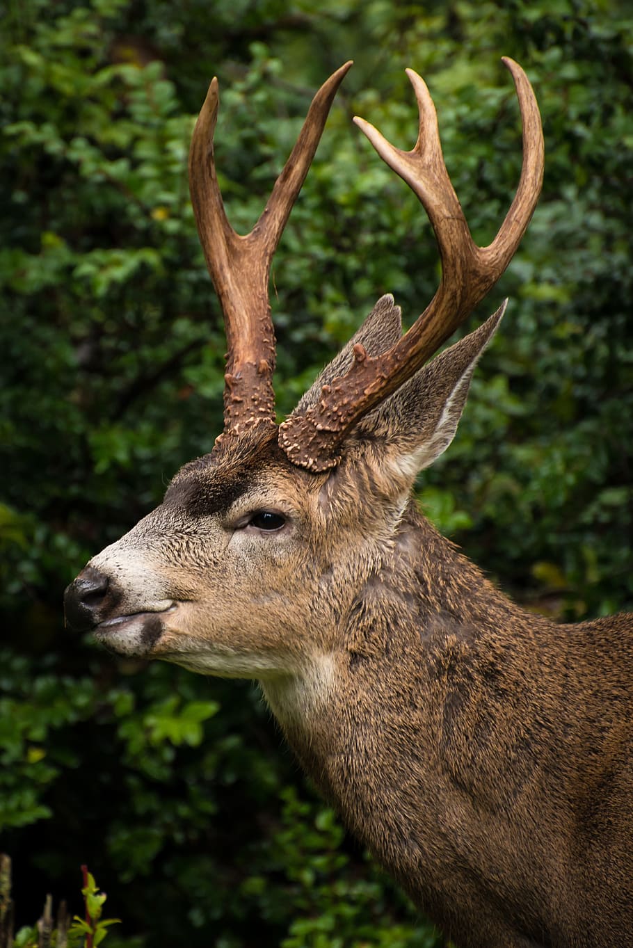 focus photo, moose, deer, elk, animal, horn, wildlife, forest, green, grass