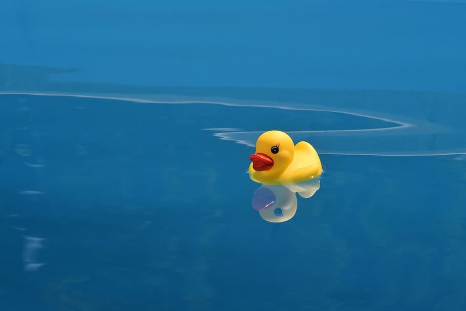 duck, toy, water, reflection, plastic, yellow, summer, rubber duck, floating, representation