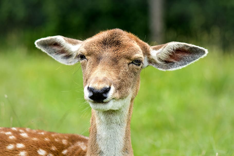 brown, white, deer focus photography, doe, hirsch, female, oversleeping, confused, prick ears, ears
