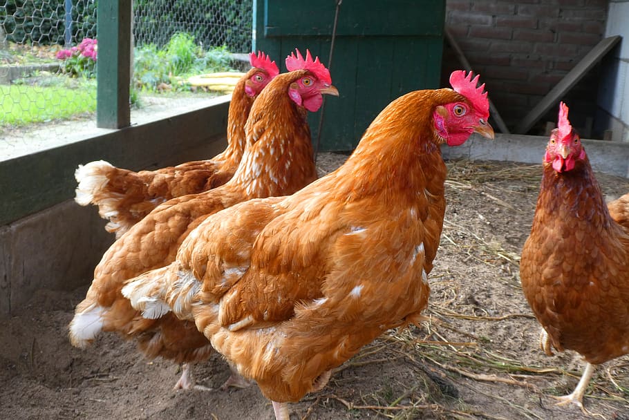 chickens, farm, poultry, plumage, a chicken coop, birds, animals, livestock, chicken - bird, chicken