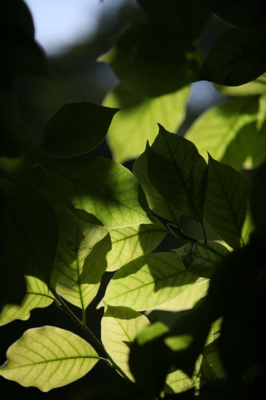 Foliage, Transparency, Against The Light, light, leaf, green color, close-up, outdoors, day, plant part