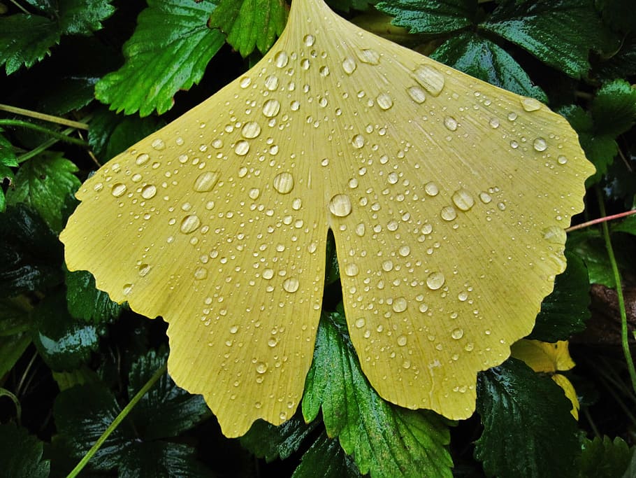 ginkgo leaf, raindrop, fan-shaped leaf, fan shaped, broad leaves, foliage leaf, bright yellow, autumn ginkgo leaf, nature, botany