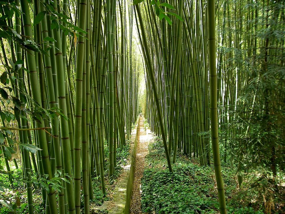 camino, rodeado, bambúes, bambú, jardín, jardín japonés, sur de francia, bambú - planta, planta, color verde
