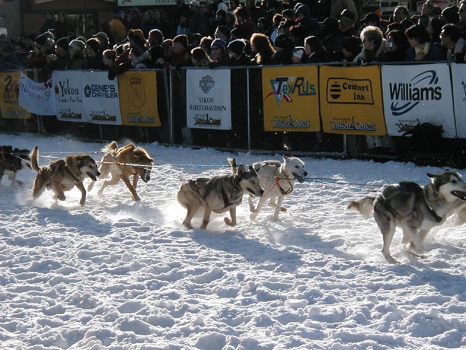 group, brown, siberian, husky, dogs, white, sand, sled dogs, race, yukon quest
