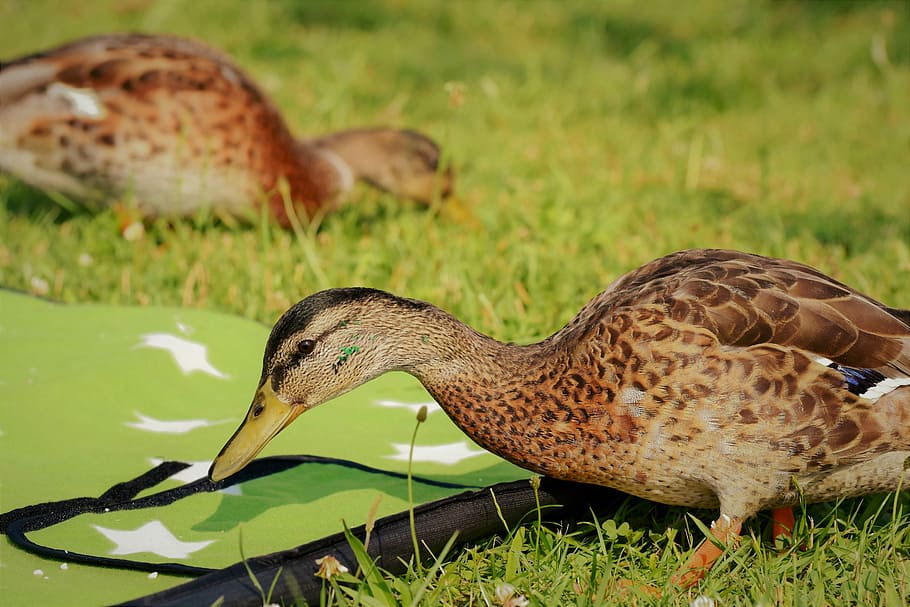 two, brown, ducks, green, grass, duck, water bird, duck bird, mallard, blanket