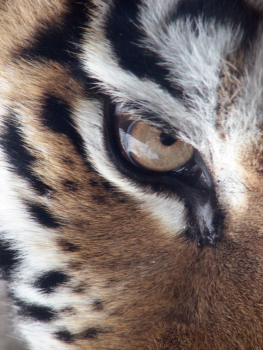 closeup, foto, coklat, putih, burung hantu, burung hantu putih, harimau, mata, harimau siberia, panthera tigris altaica