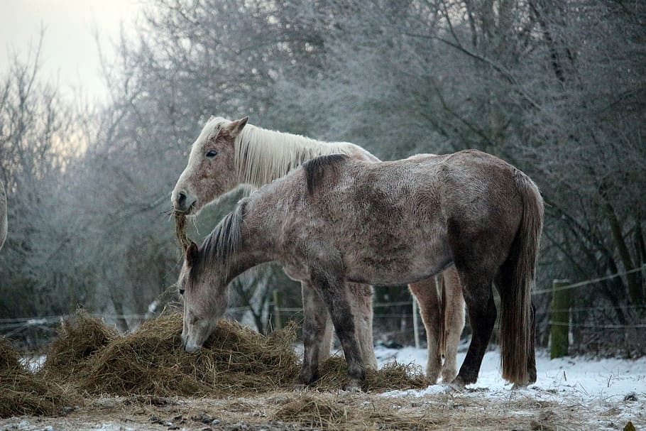 horse, snow, winter, frost, mold, thoroughbred arabian, hay, meadow, pasture, wintry