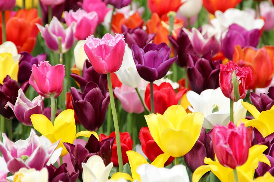 pink, red, yellow, flowers, tulips, tulip field, tulpenbluete, spring, tulip fields, blossomed