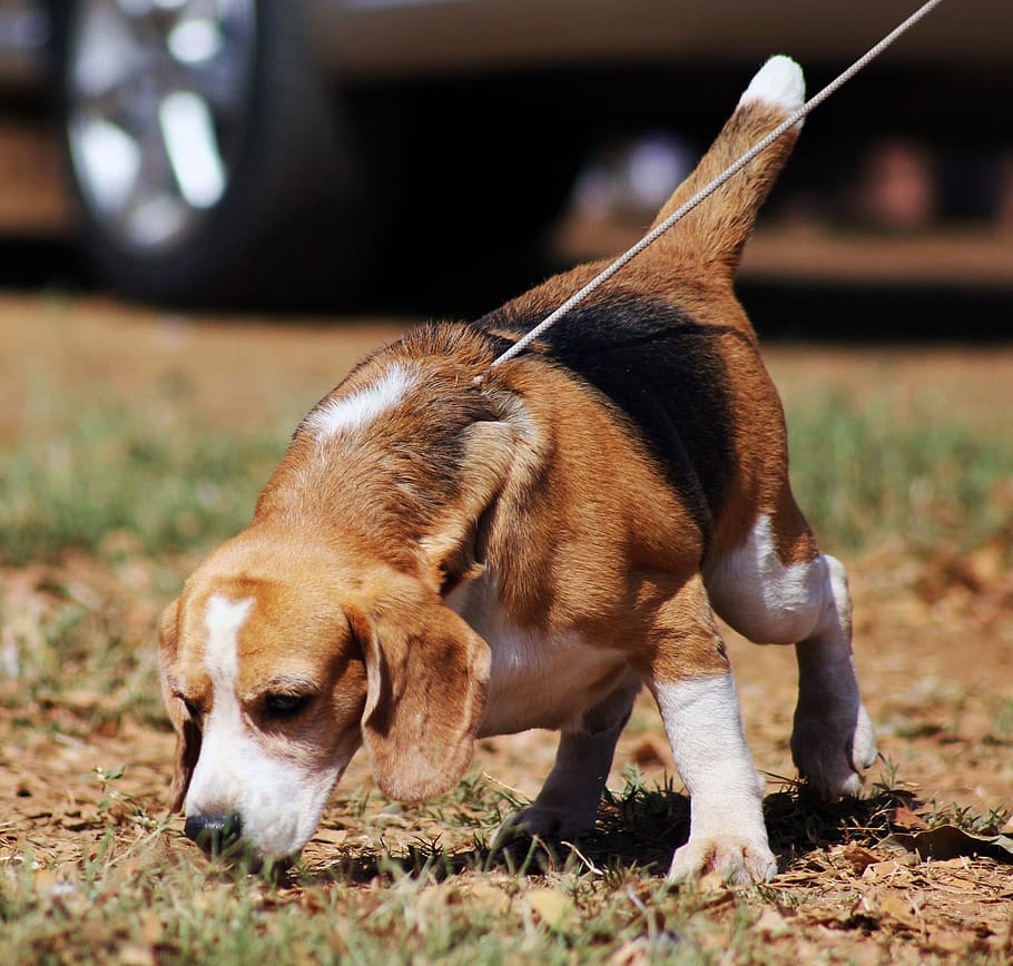 selective, focus photography, adult, tricolor, beagle, dog, pet, animal, brown, canine