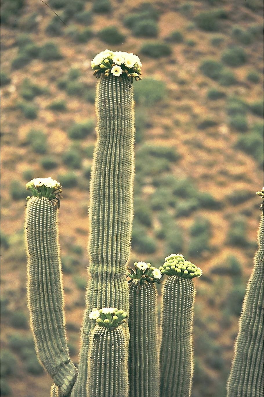 Saguaro, Kaktus, Mekar, Tanaman, alam, saguaro kaktus, fokus pada latar depan, tidak ada orang, bunga, di luar rumah