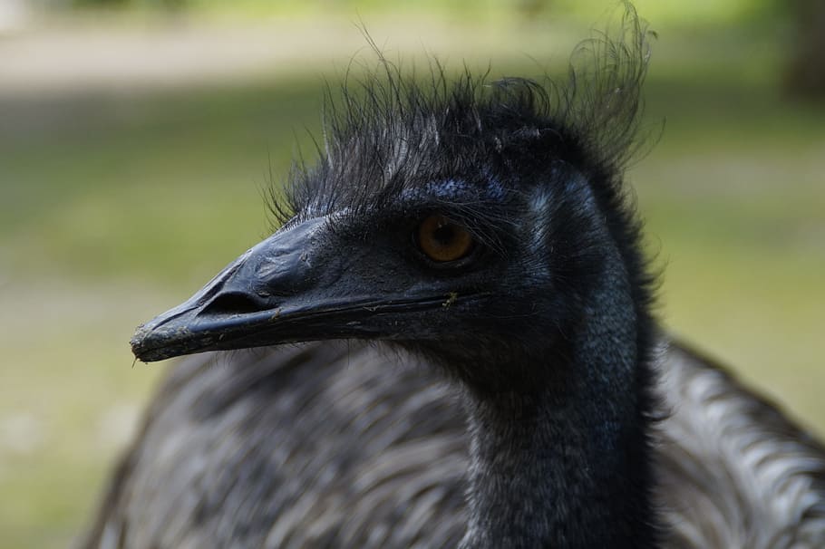 emu, flightless bird, portrait, animal portrait, bird, bill, head, animal, flightless laufvogel, large emu