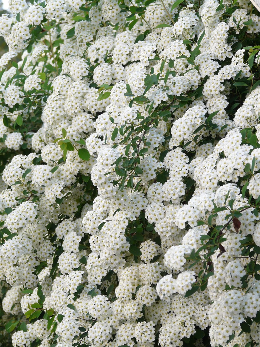 Glory, Flowers, White, glory spierstrauch, hedge, spiraea x vanhouttei, spierstrauch, spiraea, inflorescence, ornamental shrub