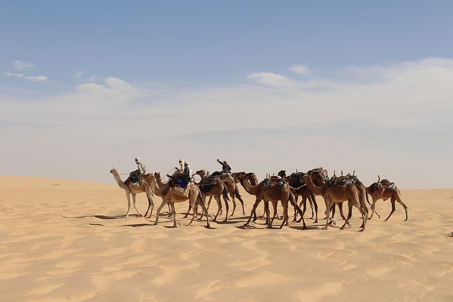 caravan, desert, sahara, sand, camel, africa, chad, land, mammal, group of animals