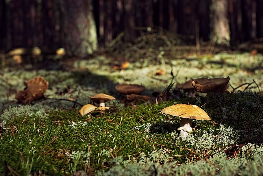 shallow, focus photography, brown, mushrooms, shallow focus, photography, forest, undergrowth, grzyboznawstwo, poisoning