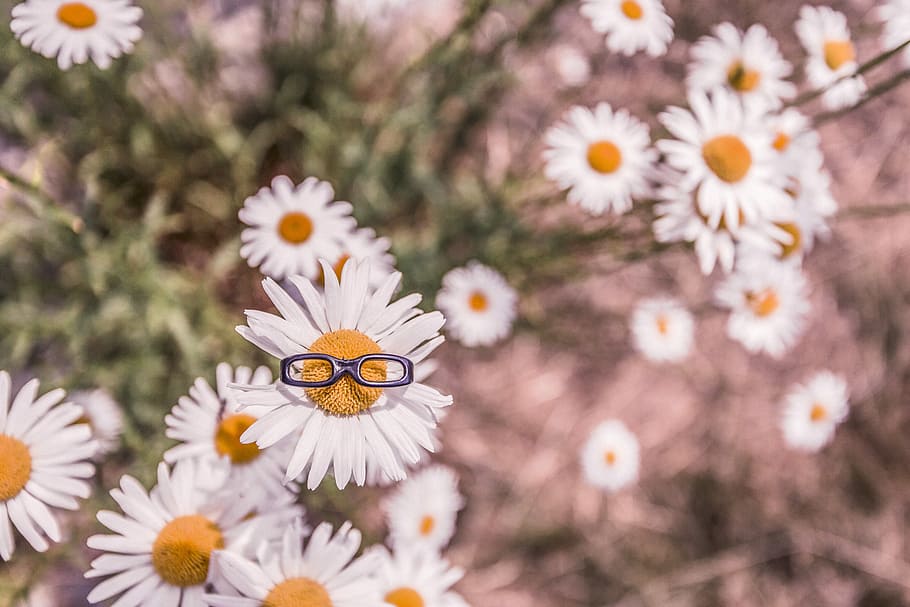 white-and-yellow sunflowers, white, yellow, sunflowers, whimsical, nature, lazy, flowers, glasses, smart
