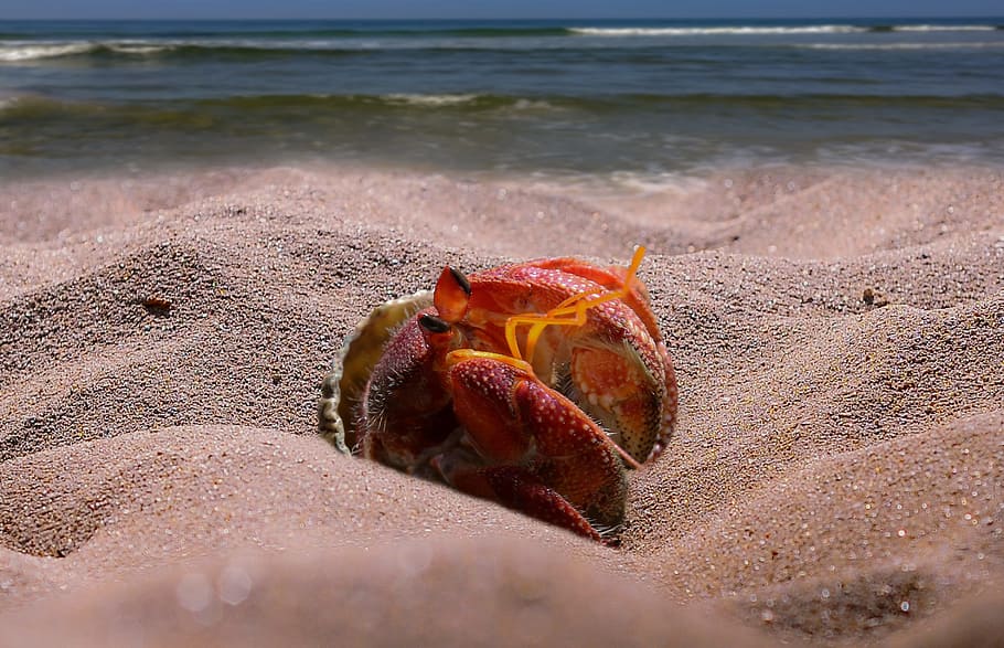 red, seashell, sands, shoreline, cancer, sea, beach, animal, hermit crab, sand