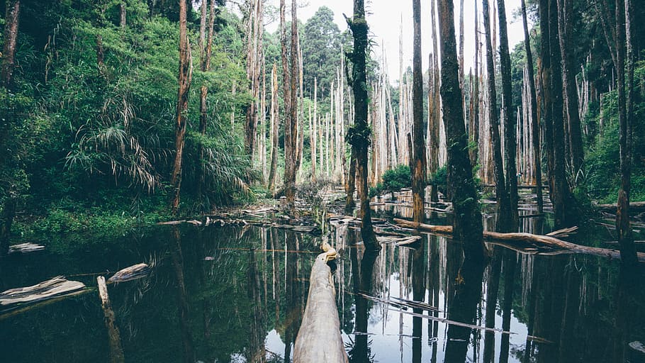 trees, body, water, jungle, everglades, swamp, tree, forest, plant, land