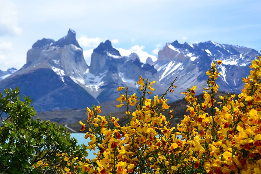 montañas, sudamérica, destino de viaje, chile, nieve, vacaciones, turismo, montaña, belleza en la naturaleza, planta