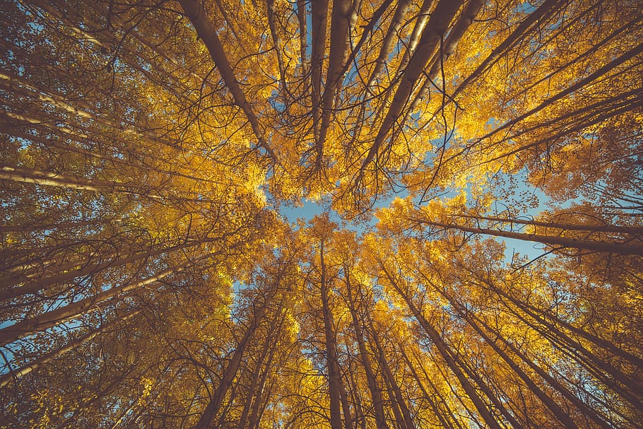 worm, eye view, trees, low, angle, yellow, leaf, plant, nature, forest