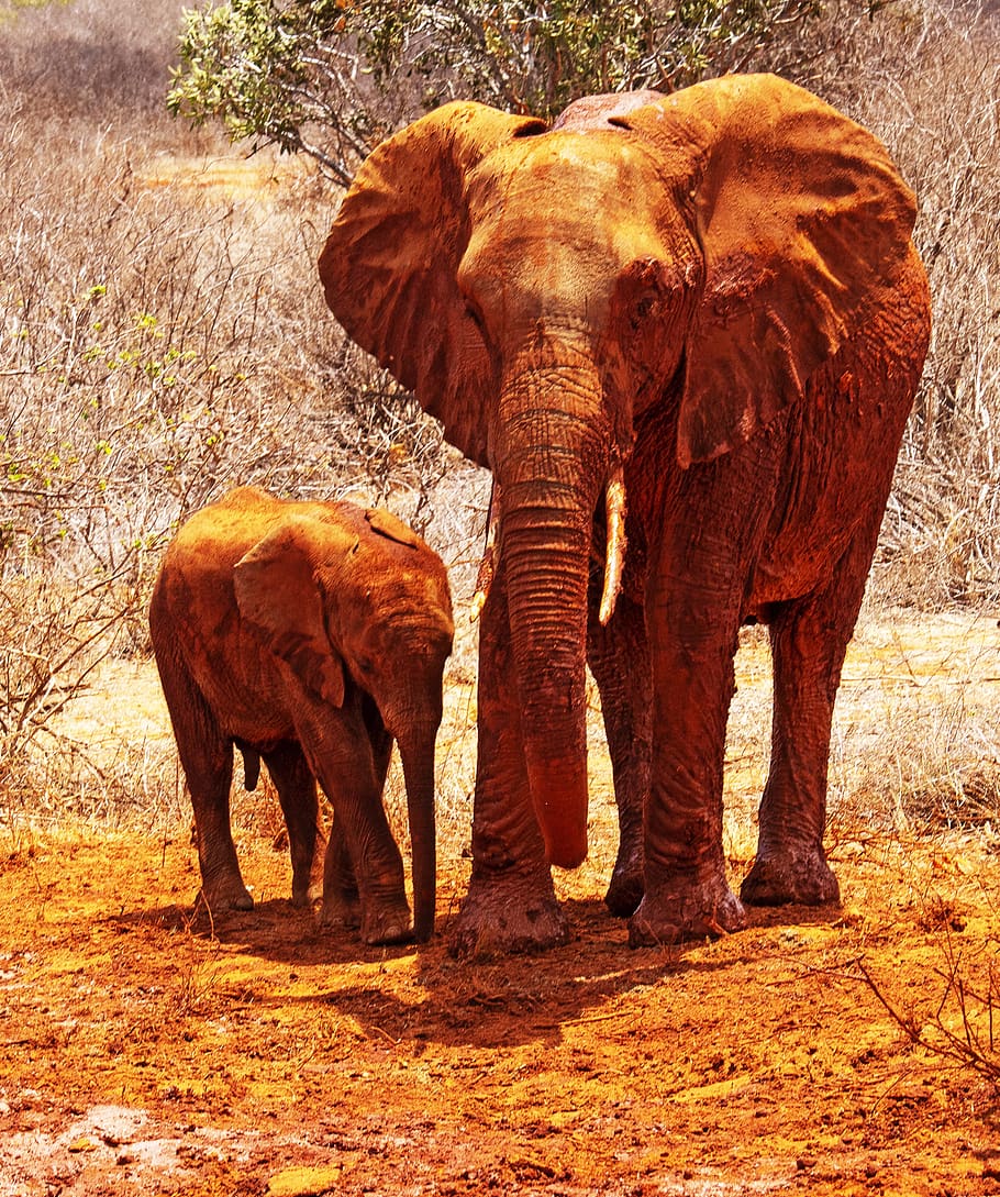 kenya, elephant, safari, animal themes, animal, mammal, animal wildlife, animals in the wild, vertebrate, land