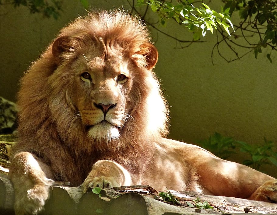 brown lion, lion, feline, big cat, king of the jungle, male, predator, wildlife, nature, leo