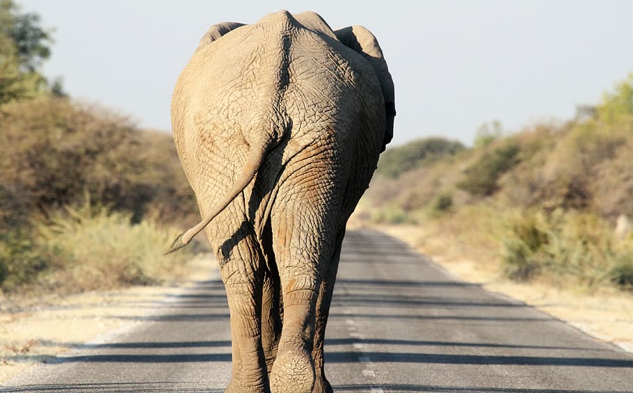 fotografia de lente de mudança de inclinação, elefante, caminhada, estrada, animais selvagens, natureza, mamífero, safari Animais, áfrica, animais em estado selvagem