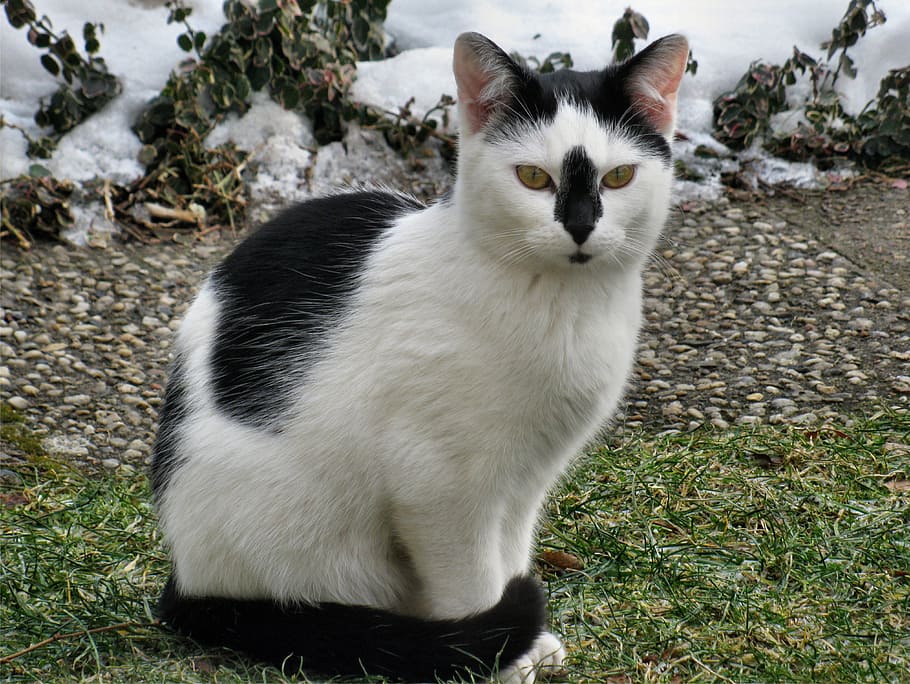 タキシード猫, 座っている, 草, 猫, ペット, 動物, 飼い猫, かわいい猫, 白黒猫, 哺乳類