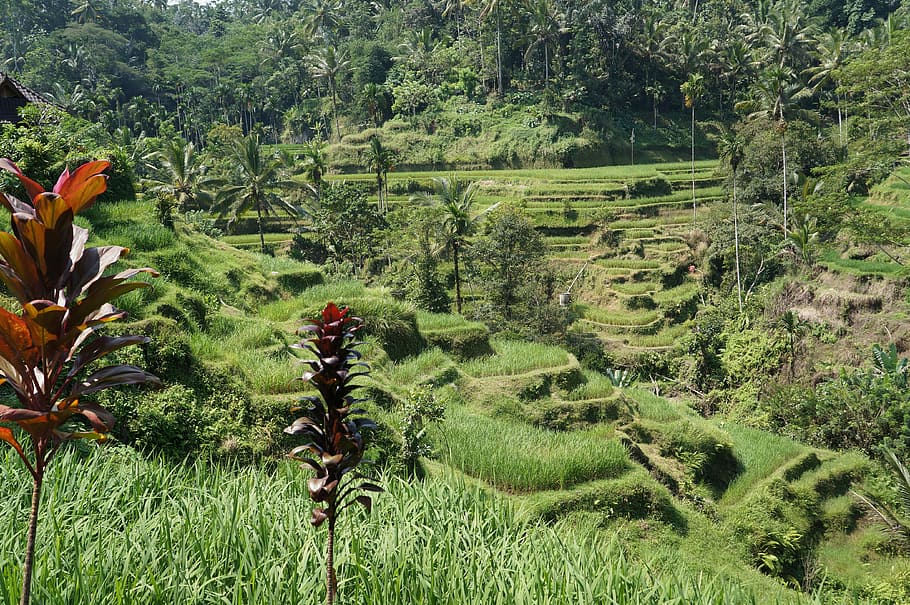 rice field, bali, agriculture, asia, farming, plantation, terrace, indonesia, plant, growth