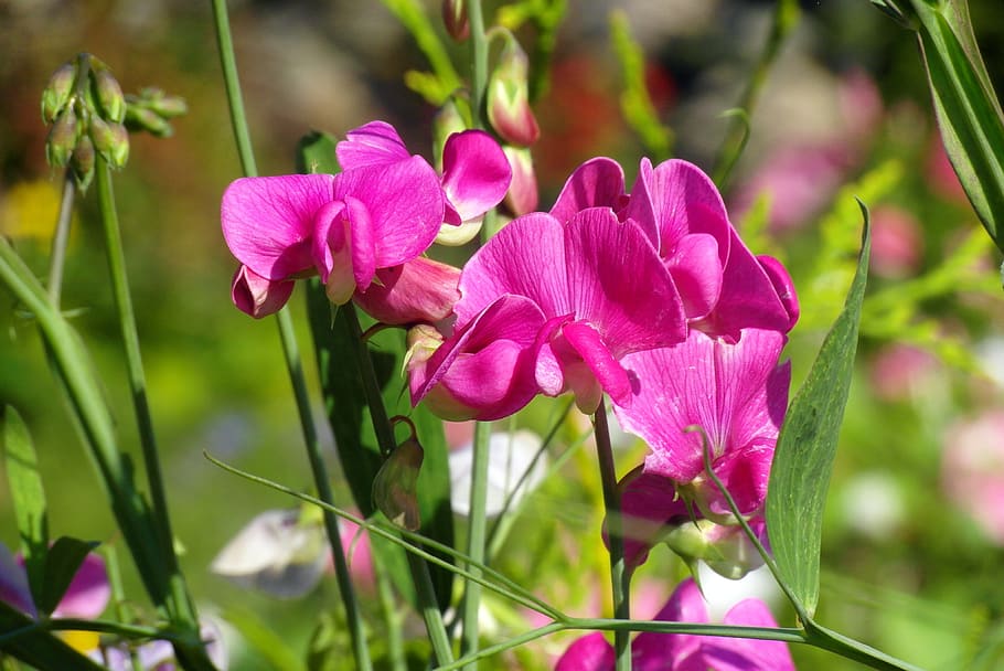 sweet pea scented, pink, ornamental plants, perennial, bobowate, peas szerokolistny, running, płożący, flowers butterfly, musk