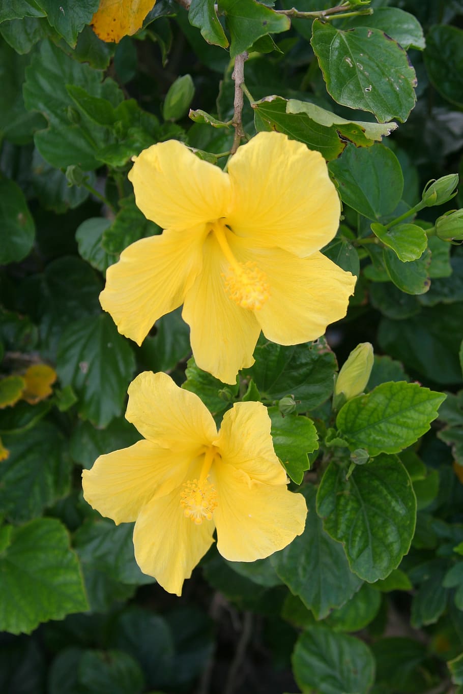 Yellow, Hibiscus, Leaf, yellow, hibiscus, green, ishigaki island, subtropics, okinawa, japan, flower