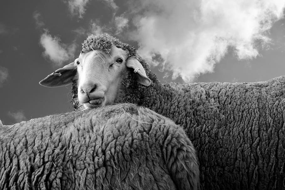 grayscale photo, sheep, view, animal, wool, look, livestock, head, community, together