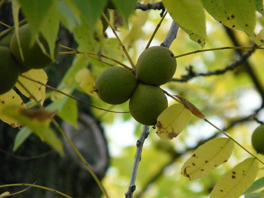 fruits, black walnut, tree, park tree, juglans nigra, similar to walnut, walnut crop, juglandaceae, timber, edible