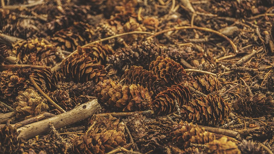 earth, forest, pinecones, pine, stick, wood, woods, brown, earthy, preservation