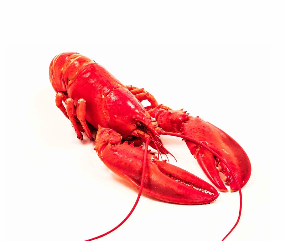 Sea, Poisson, Fish, seafood, food, claw, prepared Shellfish, red, lobster, gourmet