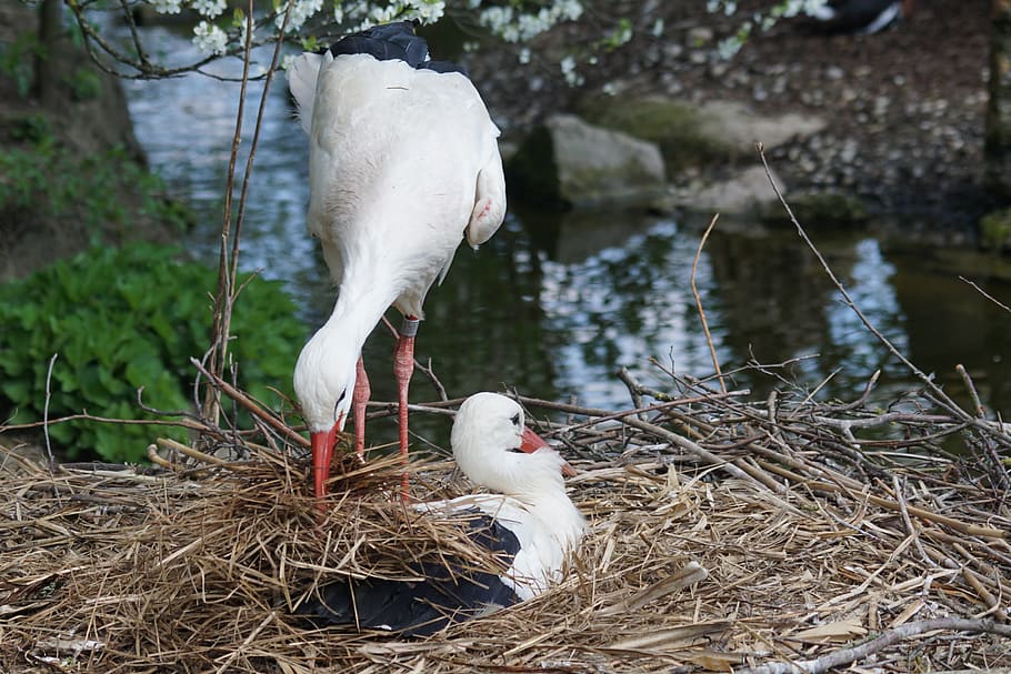 stork, adebar, white stork, bill, storchennest, eastern, nest building, nature, rattle stork, nest