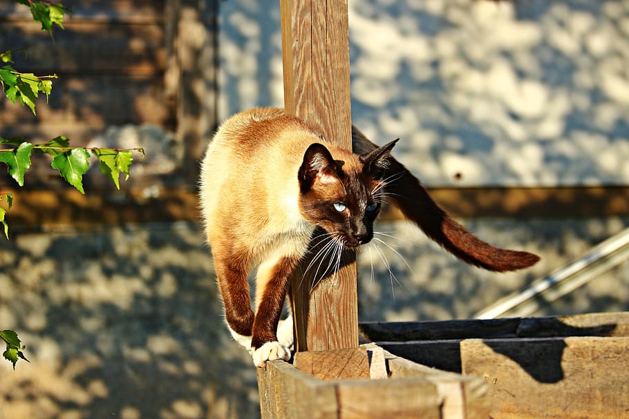 cat, brown, fence, siam, siamese cat, mieze, breed cat, siamese, kitten, cat portrait