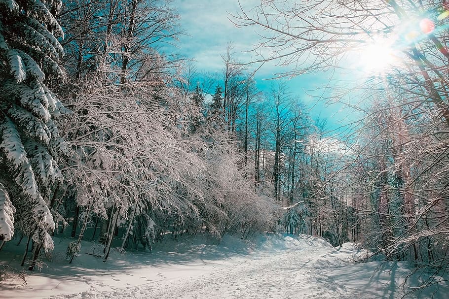 雪, 覆われた, フィールド, 中間, 森, 青, 白, 日当たりの良い, 空, 昼間