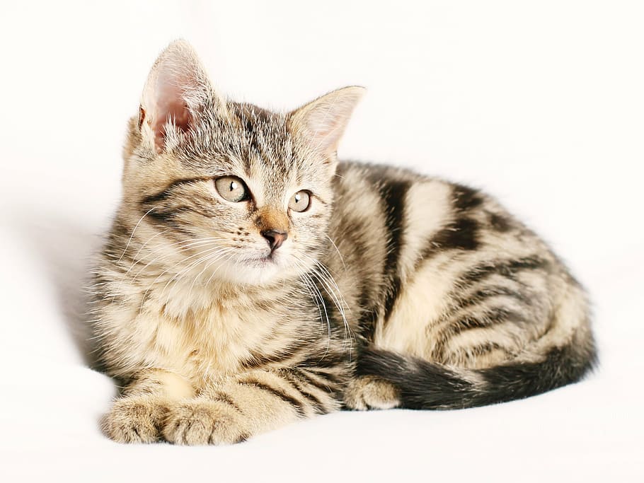 brown, tabby, cat, white, background, pet, striped, kitten, young, white background