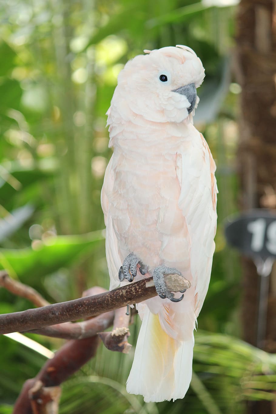 white bird, White Cockatoo, Parrot, Bird, white parrot, cockatoo, one animal, perching, day, animal